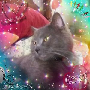 Meet your Posher, Robin